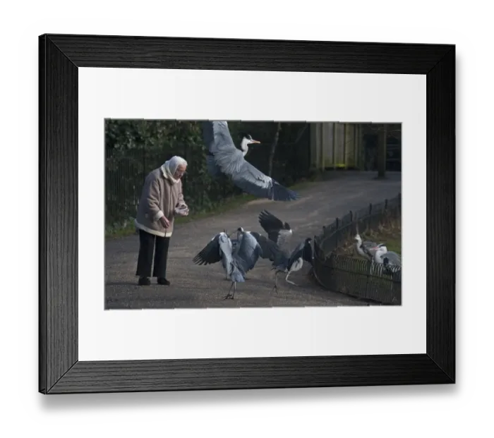 Framed Print : Grey Heron Ardea cinerea Regents Park Central London winter Framed Print : Grey Heron Ardea cinerea Regents Park Central London winter