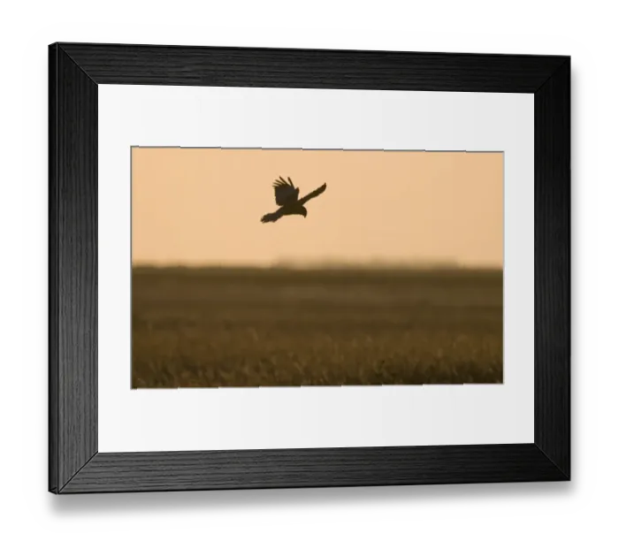 Framed Print : Marsh Harrier Circus aeruginosus male dropping down into nest at Cley Norfolk Spring Framed Print : Marsh Harrier Circus aeruginosus male dropping down into nest at Cley Norfolk Spring