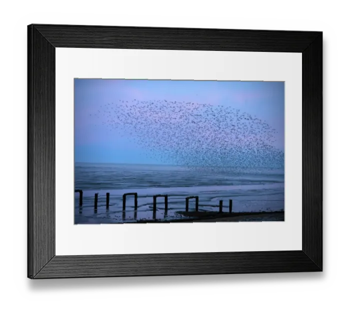 Framed Print : Knot Calidris canutus coming in off mudflats of The Wash at Snettisham to roost Norfolk Framed Print : Knot Calidris canutus coming in off mudflats of The Wash at Snettisham to roost Norfolk
