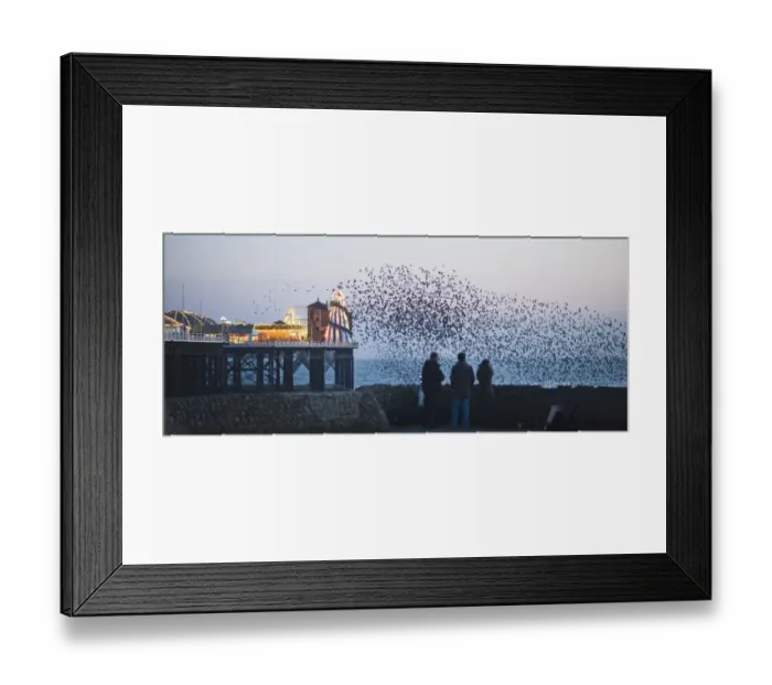 Framed Print : Starlings Sturnus vulgarus arriving to roost at Palace Pier Brighton winter Framed Print : Starlings Sturnus vulgarus arriving to roost at Palace Pier Brighton winter