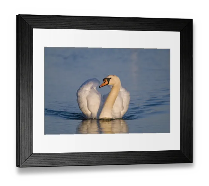 Framed Print : Mute Swan Cygnus olor male Cley Norfolk spring Framed Print : Mute Swan Cygnus olor male Cley Norfolk spring