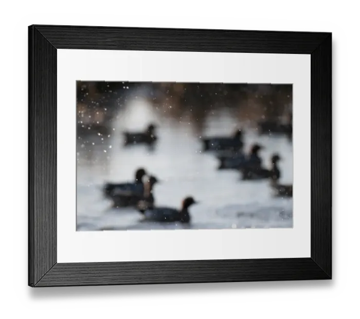 Framed Print : Wigeon Anas penelope Buckenham Marshes RSPB Reserve Norfolk winter Framed Print : Wigeon Anas penelope Buckenham Marshes RSPB Reserve Norfolk winter