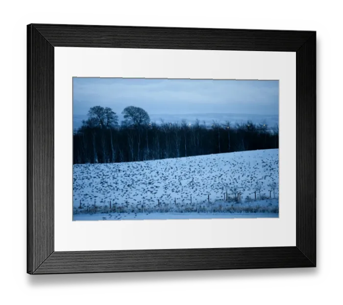 Framed Print : Starlings Sturnus vulgarus arriving at roost Gretna Dumfries & Galloway Scotland December Framed Print : Starlings Sturnus vulgarus arriving at roost Gretna Dumfries & Galloway Scotland December
