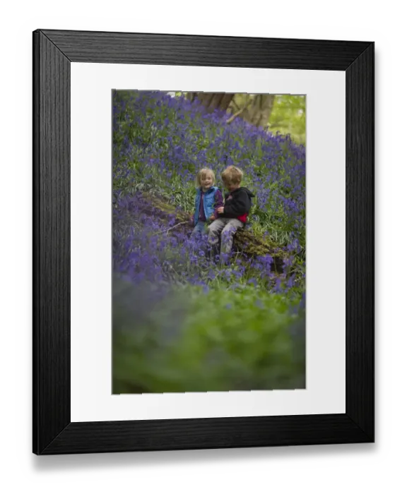 Framed Print : Young children in Bluebell wood Norfolk May Framed Print : Young children in Bluebell wood Norfolk May