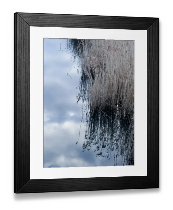 Framed Print : Reedbed borering dyke Titchwell RSPB Reserve Norfolk winter Framed Print : Reedbed borering dyke Titchwell RSPB Reserve Norfolk winter