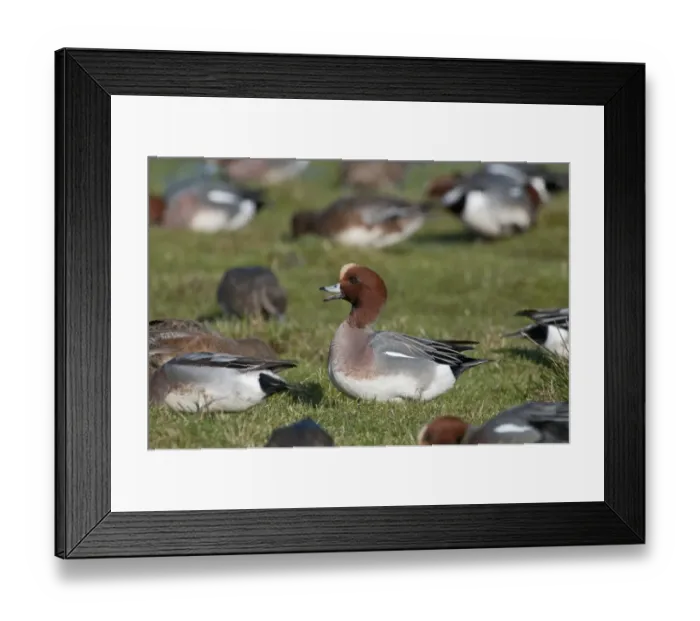 Framed Print : Wigeon Anas penelope male calling Buckenham Marshes RSPB Reserve Norfolk winter Framed Print : Wigeon Anas penelope male calling Buckenham Marshes RSPB Reserve Norfolk winter