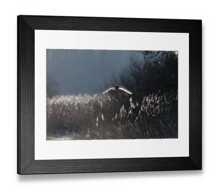 Framed Print : Barn Owl Tyto alba North Norfolk January Framed Print : Barn Owl Tyto alba North Norfolk January