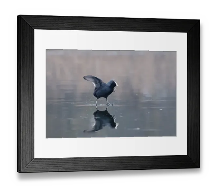Framed Print : Coot Fulica atra walking on ice Norfolk winter