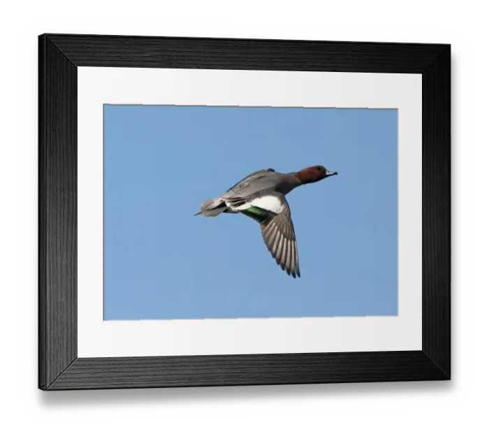 Framed Print : Wigeon Anas penelope Buckenham Marshes RSPB Reserve Norfolk winter Framed Print : Wigeon Anas penelope Buckenham Marshes RSPB Reserve Norfolk winter