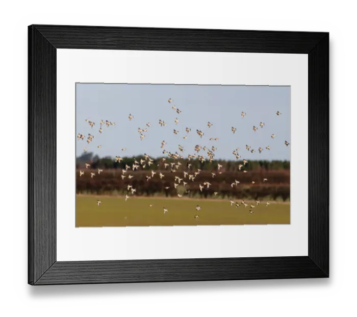 Framed Print : Linnet Carduelis cannabina flock Norfolk winter Framed Print : Linnet Carduelis cannabina flock Norfolk winter
