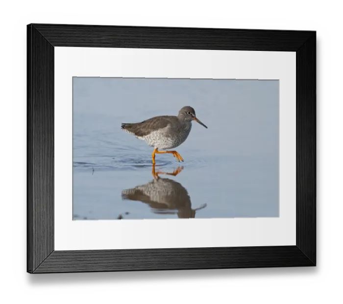 Framed Print : Redshank Tringa totanus Norfolk winter Framed Print : Redshank Tringa totanus Norfolk winter