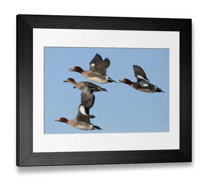 Framed Print : Wigeon Anas penelope Buckenham Marshes Norfolk winter Framed Print : Wigeon Anas penelope Buckenham Marshes Norfolk winter