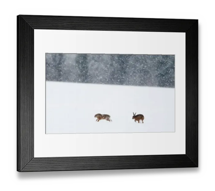 Framed Print : European Brown Hare Lepus europaeus Yare Valley Norfolk winter Framed Print : European Brown Hare Lepus europaeus Yare Valley Norfolk winter