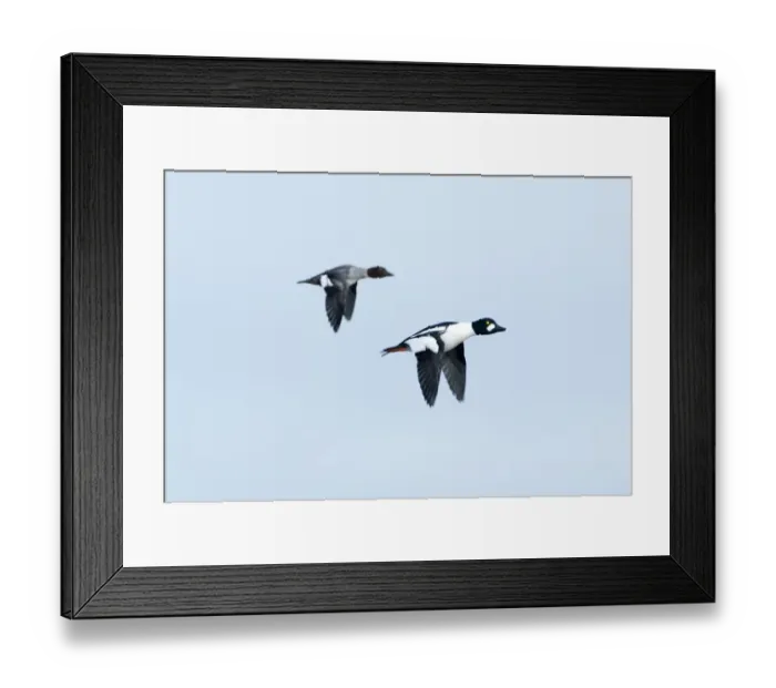 Framed Print : Goldeneye Bucephala clangula male and female Norfolk winter Framed Print : Goldeneye Bucephala clangula male and female Norfolk winter
