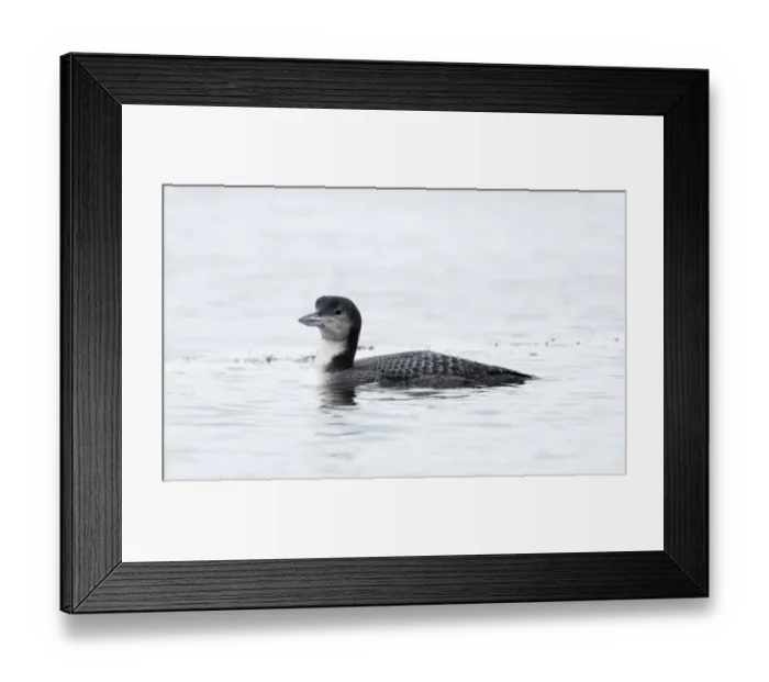 Framed Print : Great Northern Diver (Common Loon) Gavia immer in winter plumage at Whitlingham Country Framed Print : Great Northern Diver (Common Loon) Gavia immer in winter plumage at Whitlingham Country