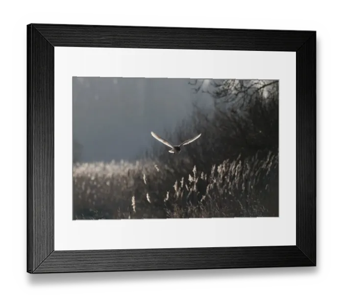 Framed Print : Barn Owl Tyto alba North Norfolk January Framed Print : Barn Owl Tyto alba North Norfolk January
