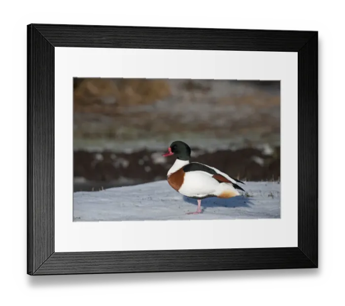 Framed Print : Shelduck Tadorna tadorna female Martin Mere December Framed Print : Shelduck Tadorna tadorna female Martin Mere December