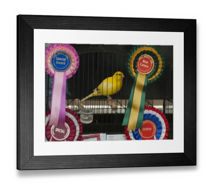 Framed Print : Prize winning Canary Norfolk Show Norwich Norfolk Framed Print : Prize winning Canary Norfolk Show Norwich Norfolk