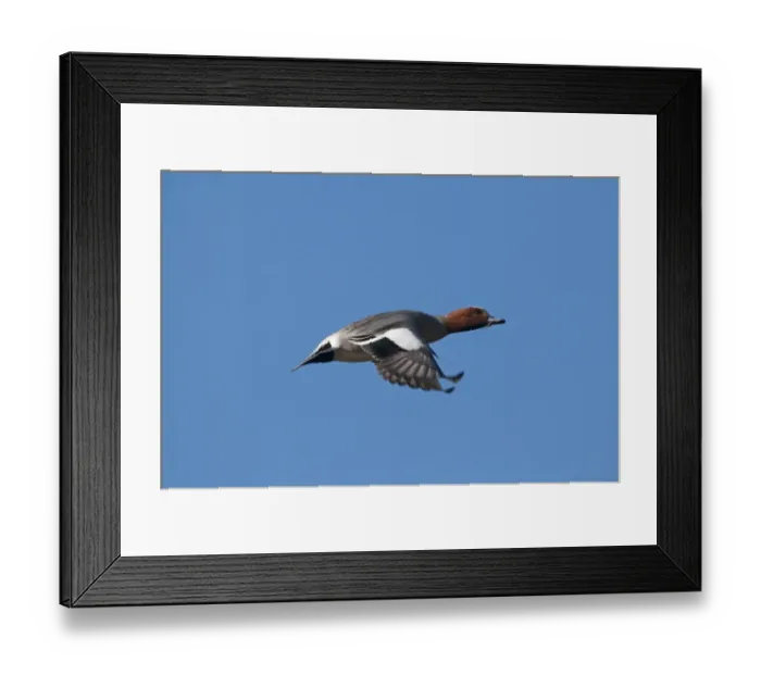 Framed Print : Gadwall Anas strepera male taking off Cley Norfolk April Framed Print : Gadwall Anas strepera male taking off Cley Norfolk April
