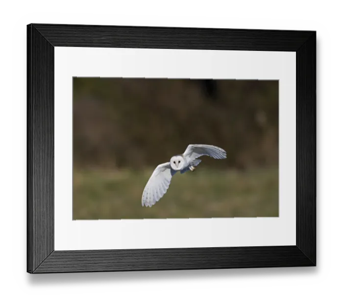 Framed Print : Barn Owl Tyto alba hunting North Norfolk March Framed Print : Barn Owl Tyto alba hunting North Norfolk March