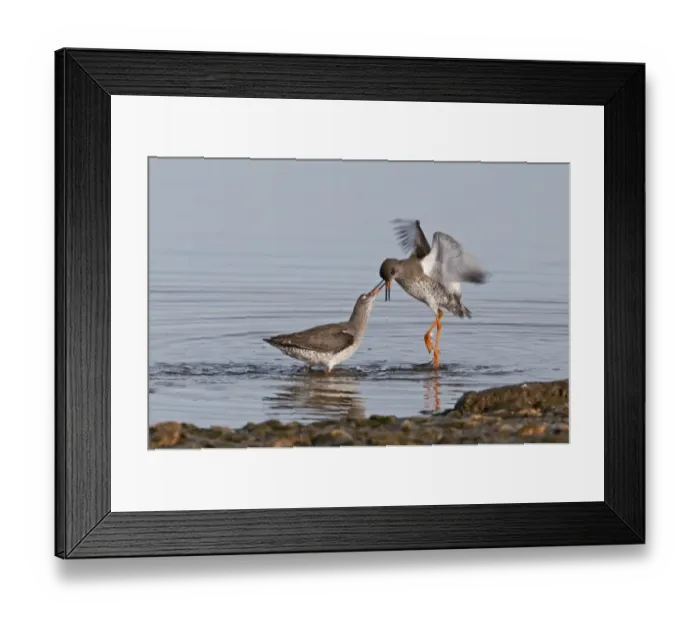 Framed Print : Redshank Tringa totanus fighting Norfolk winter Framed Print : Redshank Tringa totanus fighting Norfolk winter