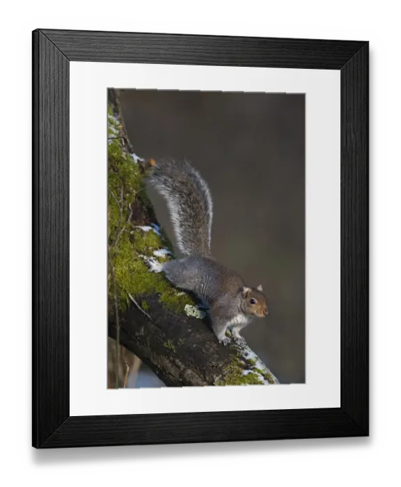 Framed Print : Grey Squirrel Sciurius carolinensis Norfolk winter Framed Print : Grey Squirrel Sciurius carolinensis Norfolk winter
