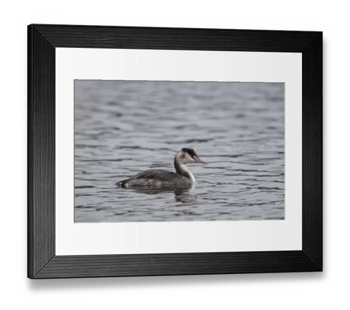 Framed Print : Great crested Grebe Podiceps cristatus in non breeding plumage Norfolk winter Framed Print : Great crested Grebe Podiceps cristatus in non breeding plumage Norfolk winter
