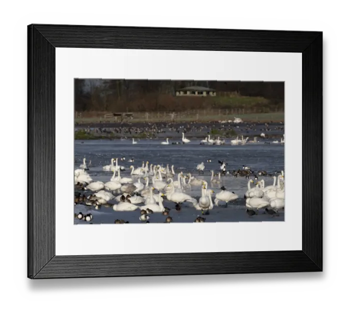 Framed Print : Whooper Swans Cygnus cygnus and other wildfowl at Martin Mere Wildfowl & Wetlands Framed Print : Whooper Swans Cygnus cygnus and other wildfowl at Martin Mere Wildfowl & Wetlands