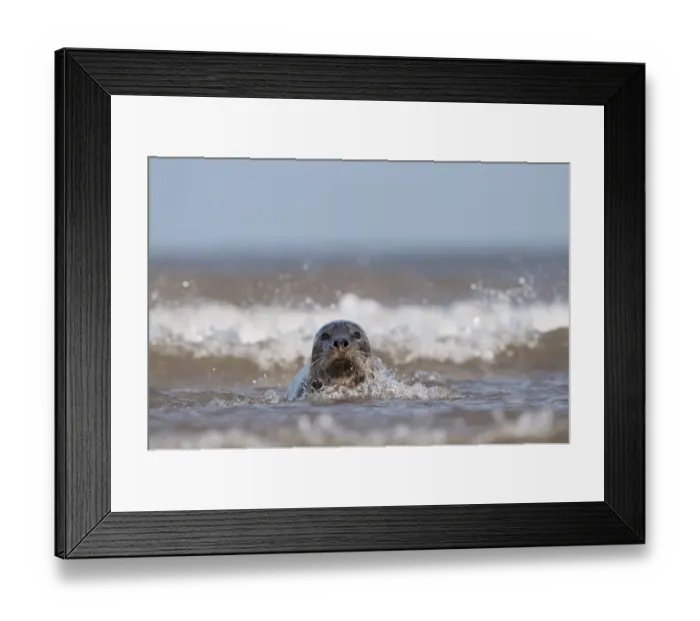 Framed Print : Grey Seal Halichoerus grypus female in surf Norfolk November Framed Print : Grey Seal Halichoerus grypus female in surf Norfolk November