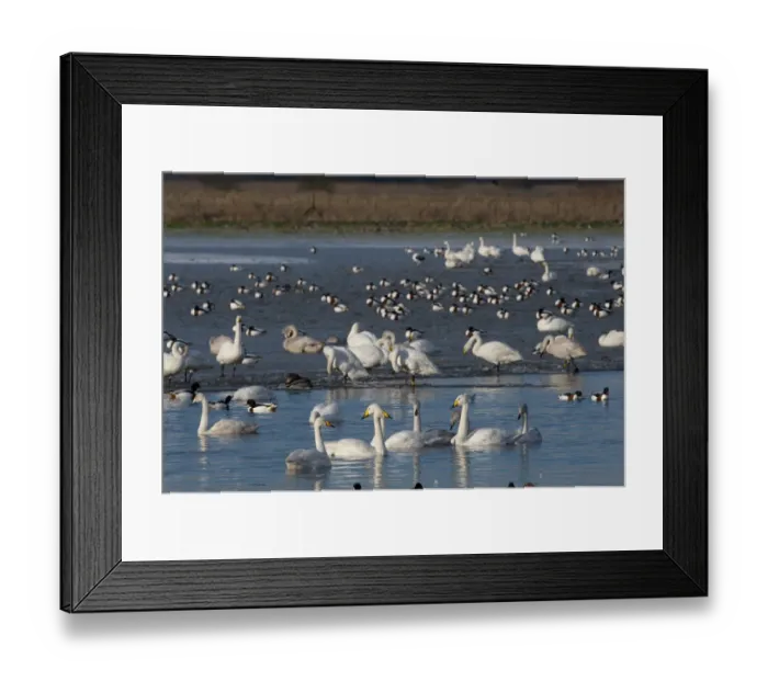 Framed Print : Whooper Swans Cygnus cygnus and other wildfowl at Martin Mere Wildfowl & Wetlands Framed Print : Whooper Swans Cygnus cygnus and other wildfowl at Martin Mere Wildfowl & Wetlands