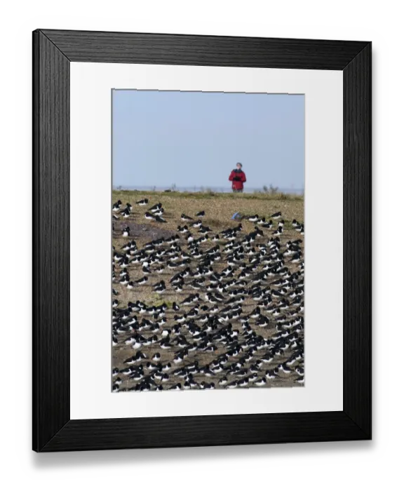 Framed Print : Oystercatchers Haematopus ostralegus roosting with birdwatcher behind Snettisham