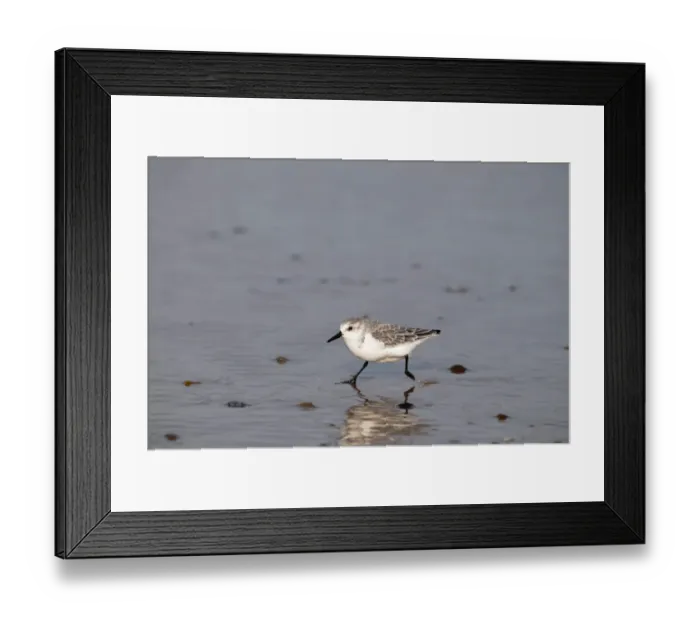 Framed Print : Sanderling Calidris alpina Norfolk winter Framed Print : Sanderling Calidris alpina Norfolk winter