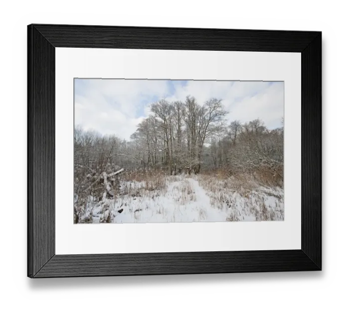 Framed Print : Reedbed in winter Norfolk Framed Print : Reedbed in winter Norfolk