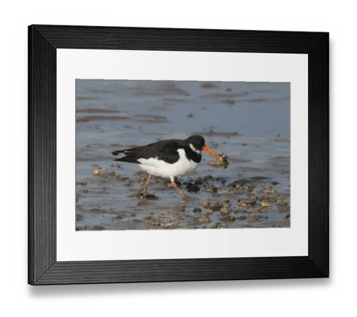 Framed Print : Oystercatcher Haematopus ostralegus feeding on mussels Norfolk winter Framed Print : Oystercatcher Haematopus ostralegus feeding on mussels Norfolk winter