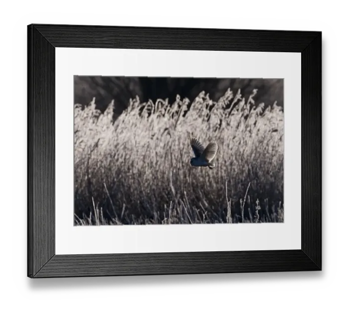 Framed Print : Barn Owl Tyto alba hunting over frosty meadow Norfolk January Framed Print : Barn Owl Tyto alba hunting over frosty meadow Norfolk January