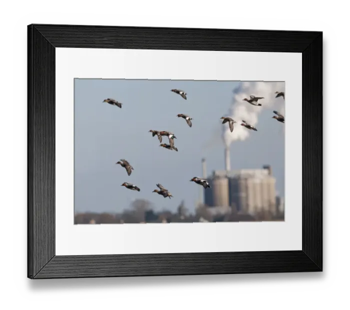 Framed Print : Flock of Wigeon Anas penelope Buckenham Marshes RSPB Reserve with Cantley Beet Factory Framed Print : Flock of Wigeon Anas penelope Buckenham Marshes RSPB Reserve with Cantley Beet Factory