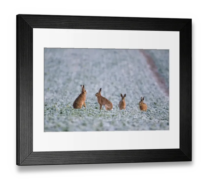 Framed Print : Brown Hare Lepus lepus Norfolk winter Framed Print : Brown Hare Lepus lepus Norfolk winter