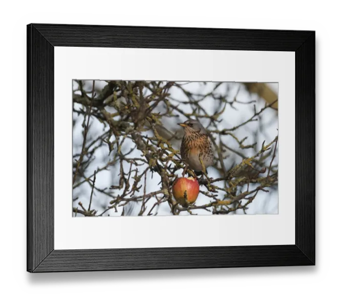 Framed Print : Fielfare feeding on apple Martin Mere December