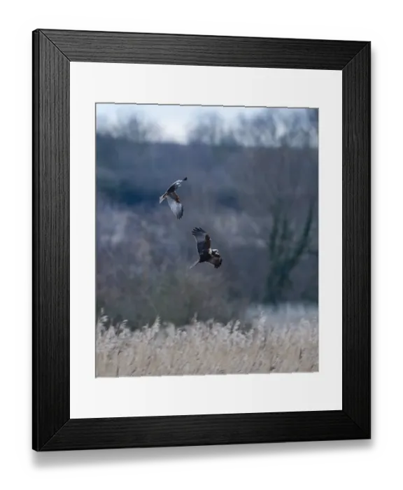 Framed Print : Marsh Hariers Circus cyaneus males over reedbed Norfolk winter