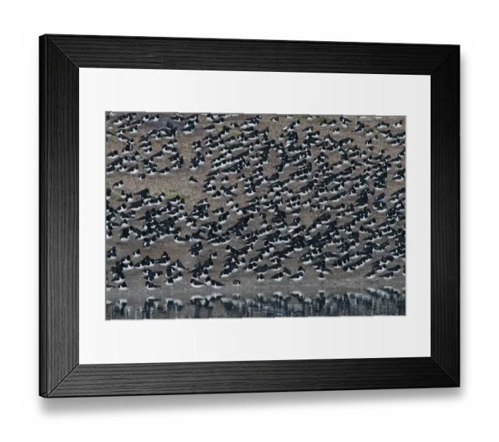 Framed Print : Oystercatchers Haematopus ostralegus at high tide roost Snettisham Norfolk winter Framed Print : Oystercatchers Haematopus ostralegus at high tide roost Snettisham Norfolk winter