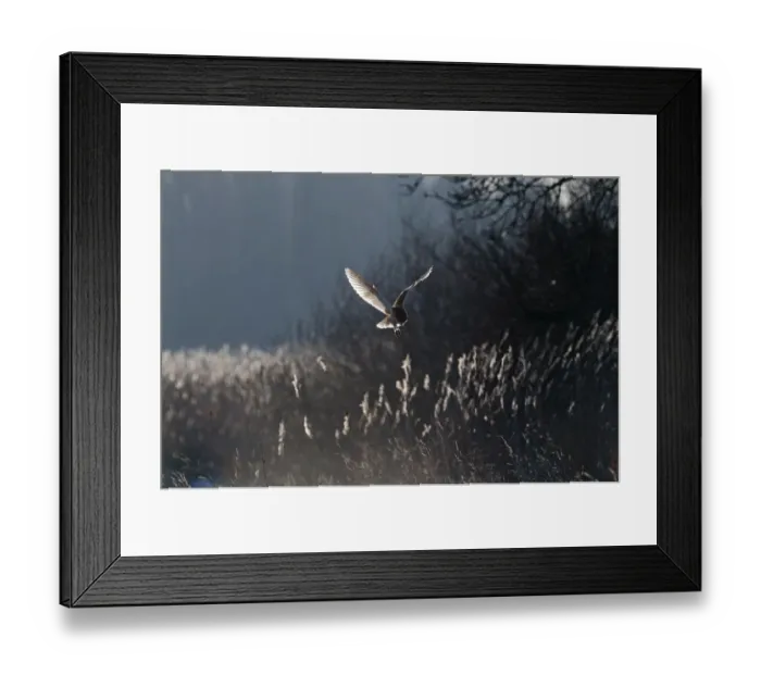 Framed Print : Barn Owl Tyto alba North Norfolk January