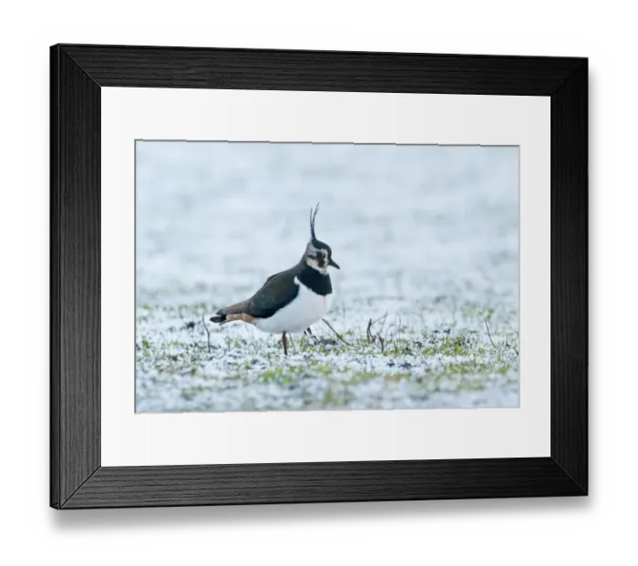 Framed Print : Lapwing Vanellus vanellus in winter Norfolk Framed Print : Lapwing Vanellus vanellus in winter Norfolk