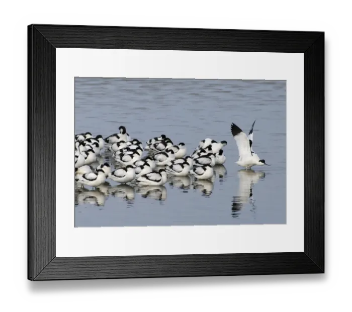 Framed Print : Avocets Recurvirostra avosetta at roost Snettisham RSPB Reserve The Wash Norfolk February Framed Print : Avocets Recurvirostra avosetta at roost Snettisham RSPB Reserve The Wash Norfolk February
