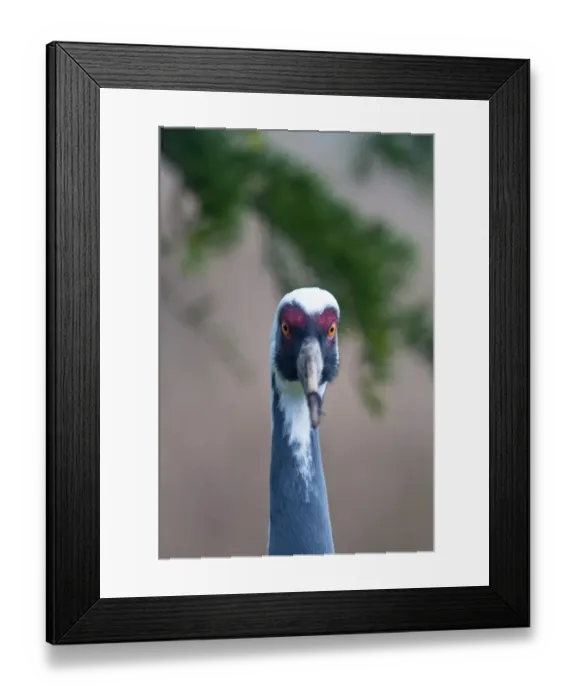 Framed Print : White-naped Crane Grus vipio (captive) Framed Print : White-naped Crane Grus vipio (captive)
