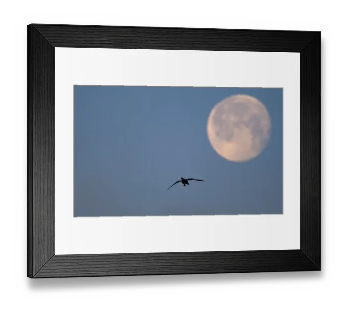 Framed Print : Pink-footed Goose Anser brachrynchus and moon Holkham Norfolk winter Framed Print : Pink-footed Goose Anser brachrynchus and moon Holkham Norfolk winter