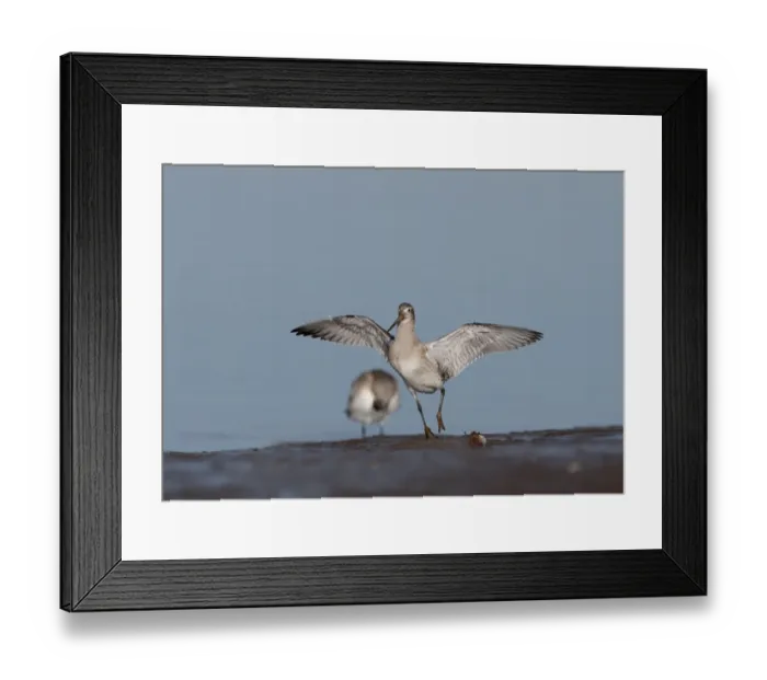 Framed Print : Bar-tailed Godwit Limosa lapponica Norfolk winter Framed Print : Bar-tailed Godwit Limosa lapponica Norfolk winter