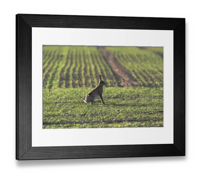 Framed Print : Brown Hare Lepus lepus Norfolk winter Framed Print : Brown Hare Lepus lepus Norfolk winter