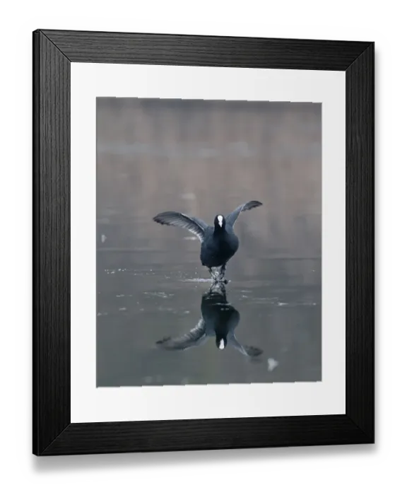 Framed Print : Coot Fulica atra walking on ice Norfolk winter Framed Print : Coot Fulica atra walking on ice Norfolk winter
