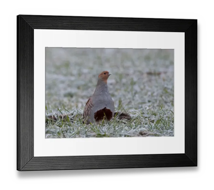 Framed Print : Grey Partridge Perdix perdix Norfolk winter Framed Print : Grey Partridge Perdix perdix Norfolk winter
