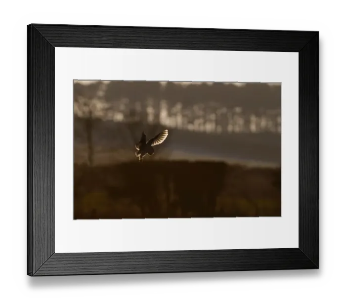 Framed Print : Barn Owl Tyto alba North Norfolk January Framed Print : Barn Owl Tyto alba North Norfolk January